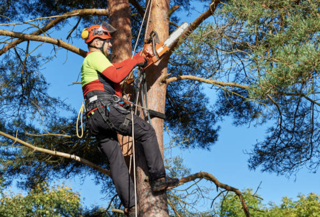 tree pruning tulare