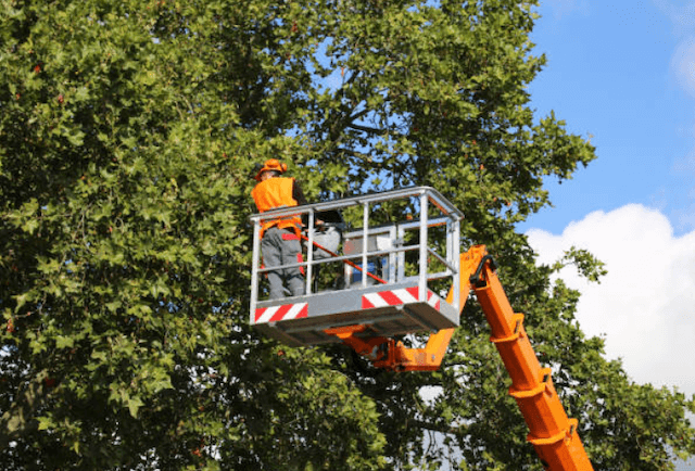 tree pruning Tipton ca
