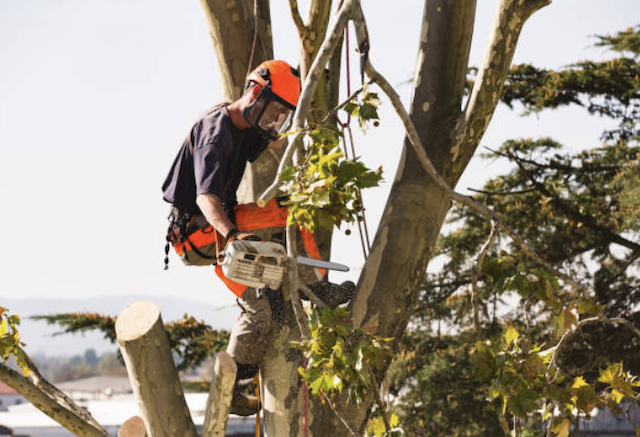 tree removal tulare